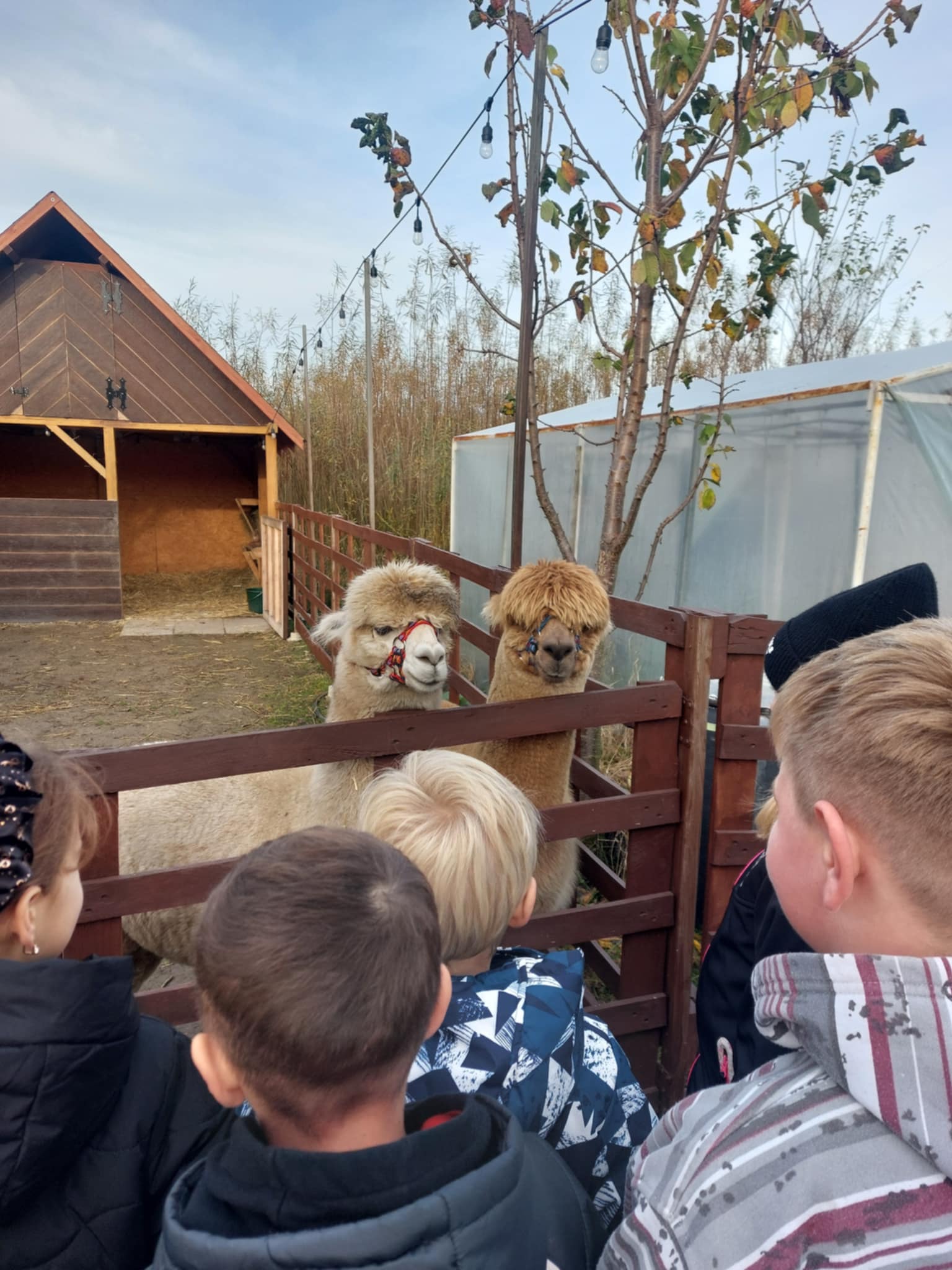 Spotkanie z alpakami uczni�w klasy 3b